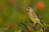 European Greenfinch 