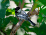 black_capped_chickadee.jpg