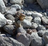 golden-mantled squirrel5.jpg