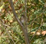 Lincoln Sparrow