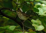 swainsons_thrush4.jpg