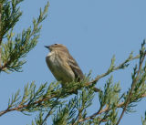 Yellow Rumped (myrtle) warbler