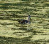 wood duck.jpg