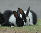 kiwanda rabbits.jpg