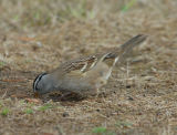 white_crowned_sparrow1.jpg