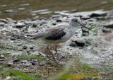 greenshank