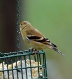 American Goldfinch1.jpg