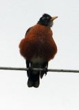 American Robin5.jpg