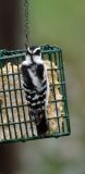 DownyWoodpecker4.jpg
