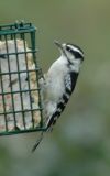 DownyWoodpecker10.jpg