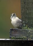 DownyWoodpecker11.jpg