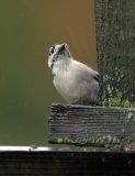 DownyWoodpecker13.jpg