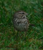 song sparrow2.jpg