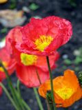 Iceland Poppies