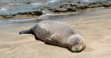 Monk Seal