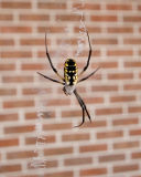 Spider-20060920-2.jpg