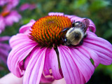 Bumble Bee on Cone Flower
