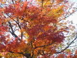 Fall Colors 8