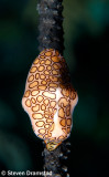 Flamingo Tongue Snail