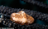 Flamingo Tongue snail