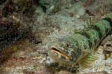 Sand Diver with a Pederson Cleaning Shrimp