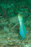 Yellow Headed Jawfish