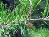 Virginia Pine: <i>Pinus Virginiana</i>