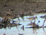 Long-billed Dowitcher and Stilt Sandpiper (through scope)