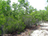 Sandhill Rosemary: <i>Ceratiola ericoides</i>