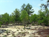 Turkey Oak (<i>Quercus laevis</i>) scrubland