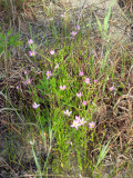 Sea Pink: <i>Sabatia stellaris</i>