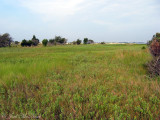 Jekyll Island interdunal swale wetland