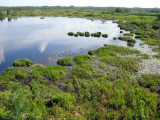 Okefenokee marshland (aka prairie)/shrubland