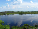Okefenokee marshland (aka prairie)/shrubland