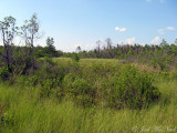 Okefenokee marshland (aka prairie)