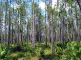 Longleaf Pine (<i>Pinus palustris</i>) flatwoods with Saw Palmetto understory