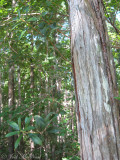 Climbing Fetterbush: <i>Pieris phillyreifolia</i>