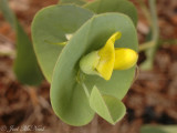 Catbells: <i>Baptisia perfoliata</i>