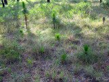 Longleaf Pine regeneration