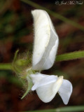 Elliotts Milkpea: <i>Galactia elliottii</i>