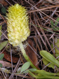 Candyroot: <i>Polygala nana</i>