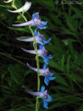 Prairie Larkspur: <i>Delphinium carolinianum</i>