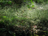 Mountain Saxifrage: <i>Saxifraga michauxii</i>