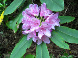 Catawba Rhododendron: <i>Rhododendron catawbiense</i>