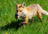 Red Fox