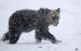 Grizzly (snowing)