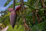 banana flower