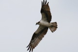 Osprey11.JPG