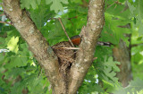 Robins nest 6/13/09