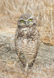 Owl Yoga